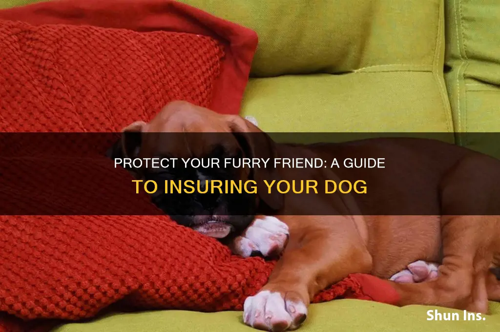 how to insure a dog