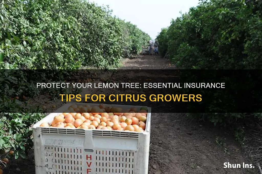 how to insure a lemon tree