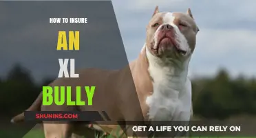 Insuring Your XL Bully: Comprehensive Guide to Protecting Your Pet