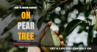 Protecting Your Pear Harvest: Essential Insurance Tips for Orchard Owners
