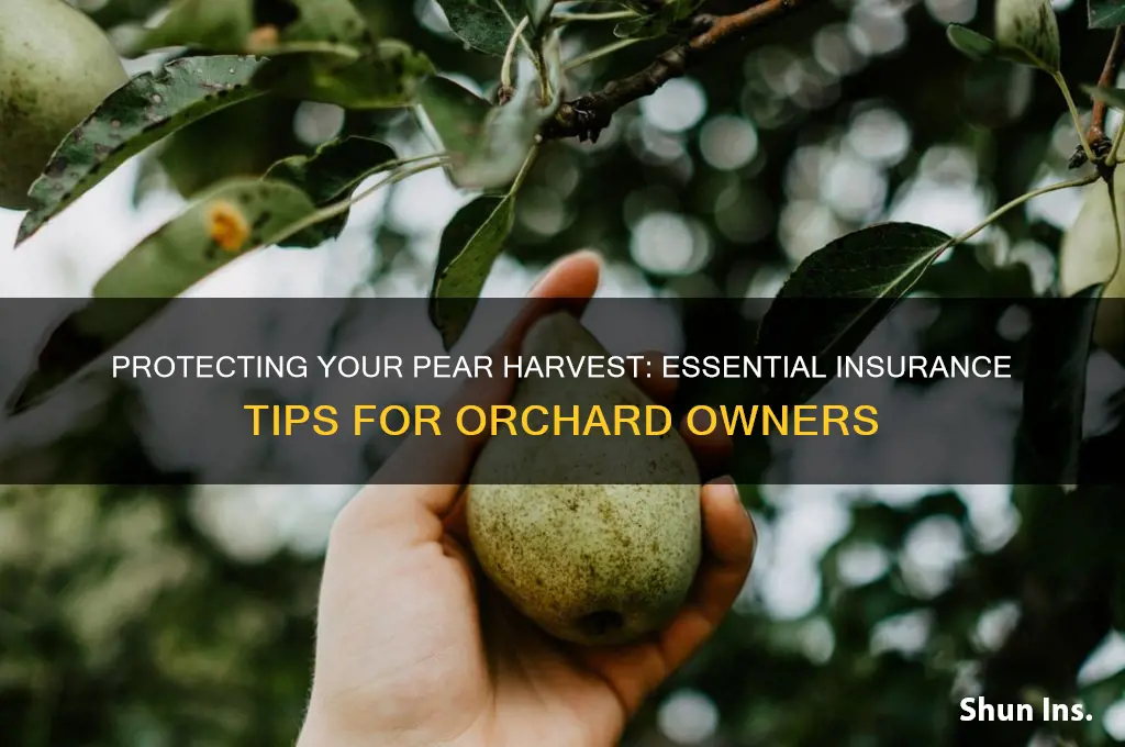 how to insure harvest on pear tree