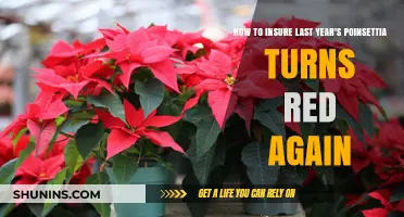 Reviving Poinsettias: Tips to Restore Last Year's Red Brilliance