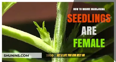 Ensuring Female Marijuana Seedlings: A Comprehensive Guide for Growers