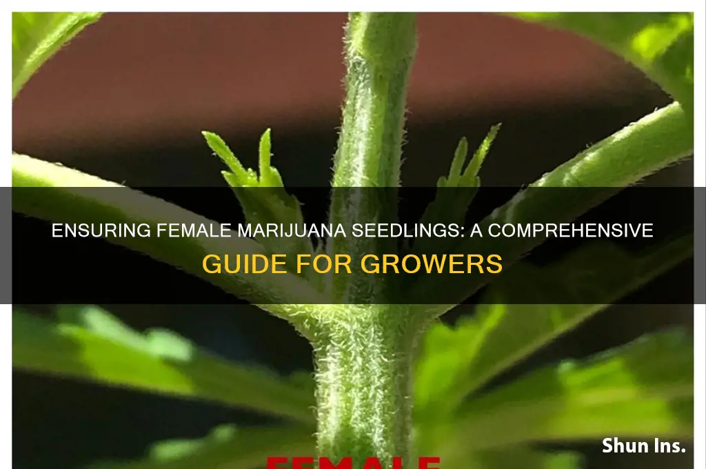 how to insure marajuana seedlings are female