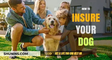 Protect Your Furry Friend: A Guide to Dog Insurance Essentials