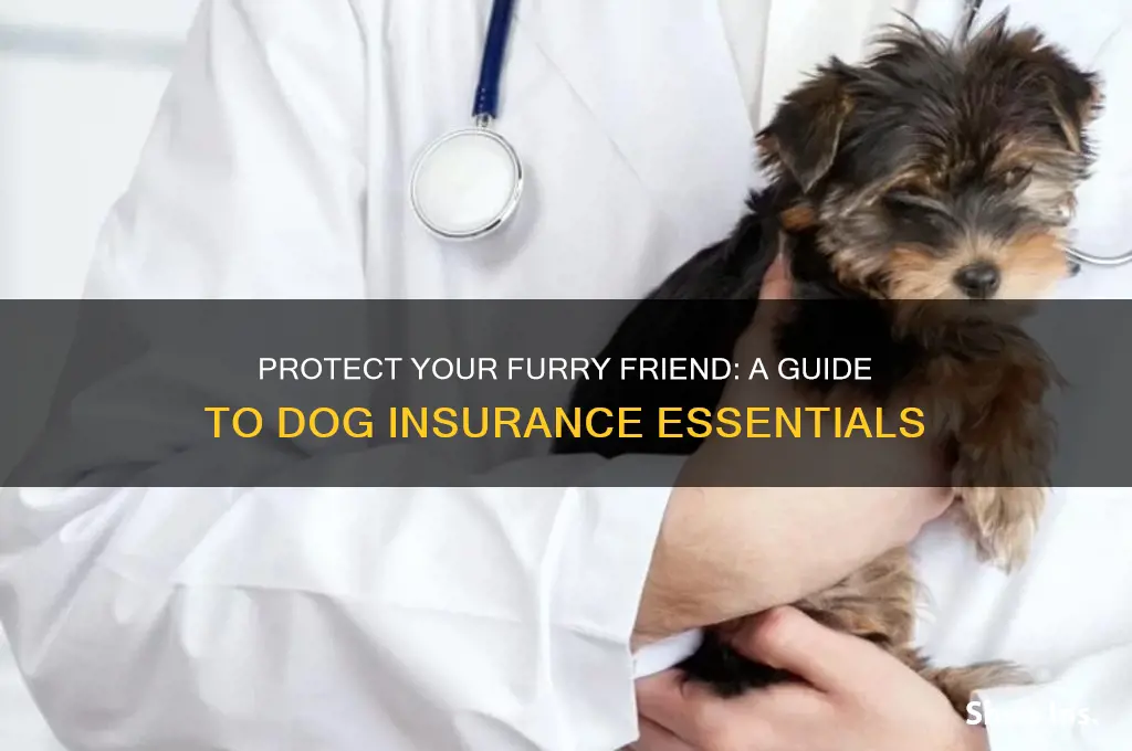 how to insure your dog