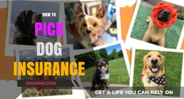 Choosing the Best Dog Insurance: A Comprehensive Guide for Pet Owners