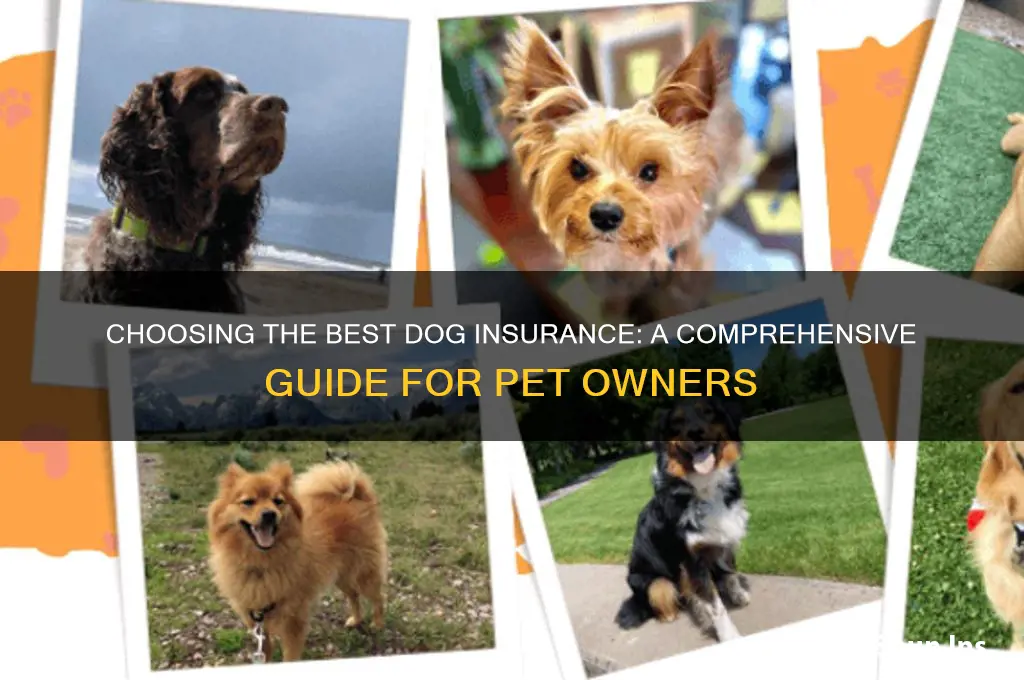 how to pick dog insurance