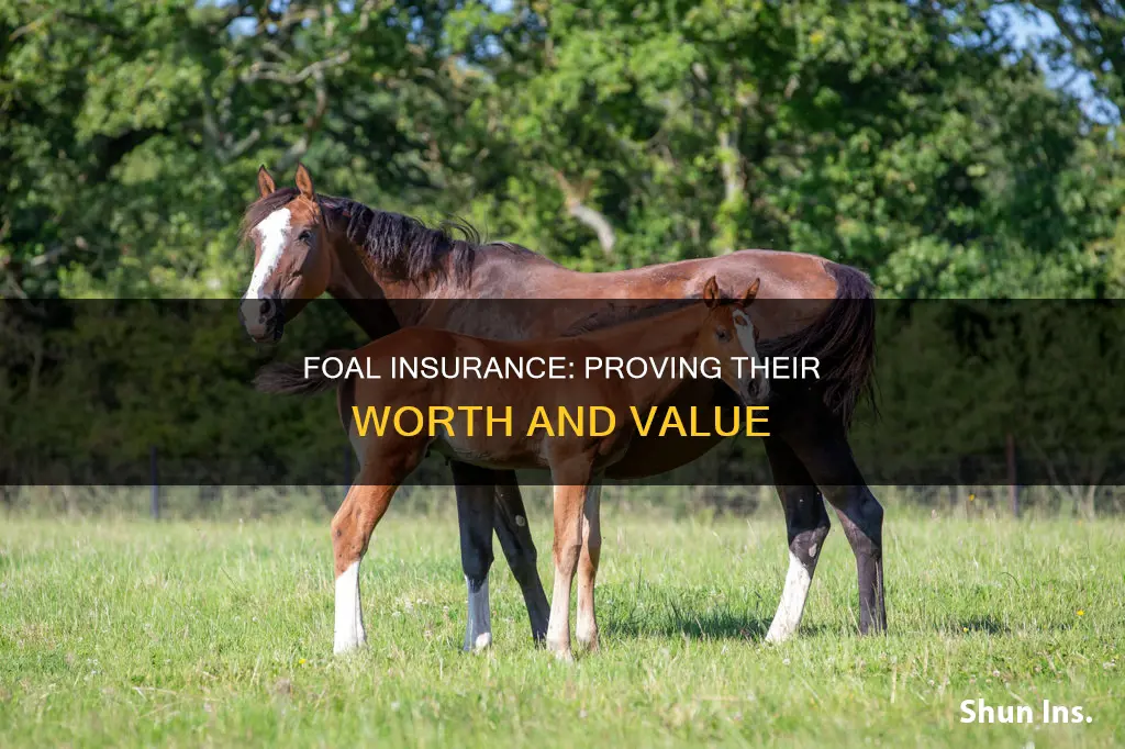 how to prove foals worth insurance