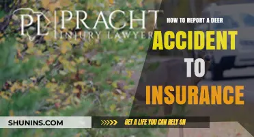 Reporting Deer Accidents: What to Tell Your Insurer