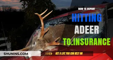 Reporting a Deer Collision: What to Tell Your Insurer