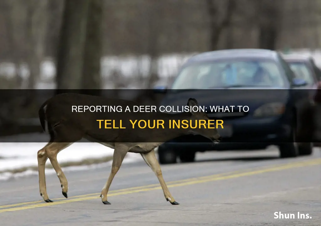 how to report hitting adeer to.insurance