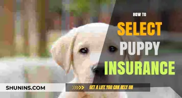 Choosing the Best Puppy Insurance: A Comprehensive Guide for New Owners