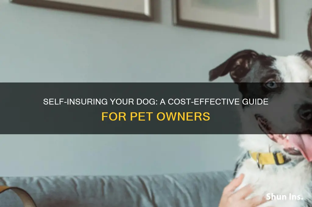 how to self insure your dog