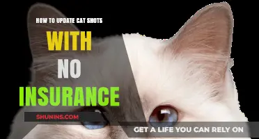 Affordable Ways to Update Your Cat's Shots Without Insurance