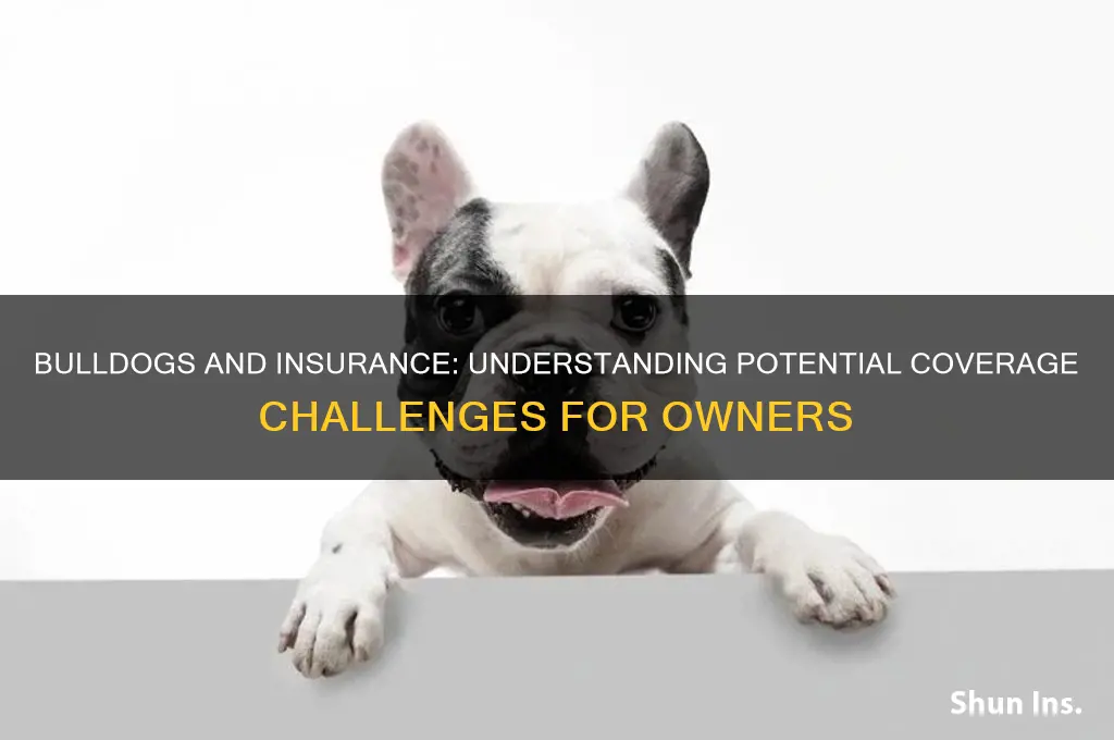 is a bulldog an insurance problem