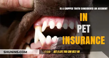 Pet Insurance: Does It Cover Chipped Teeth From Accidents?
