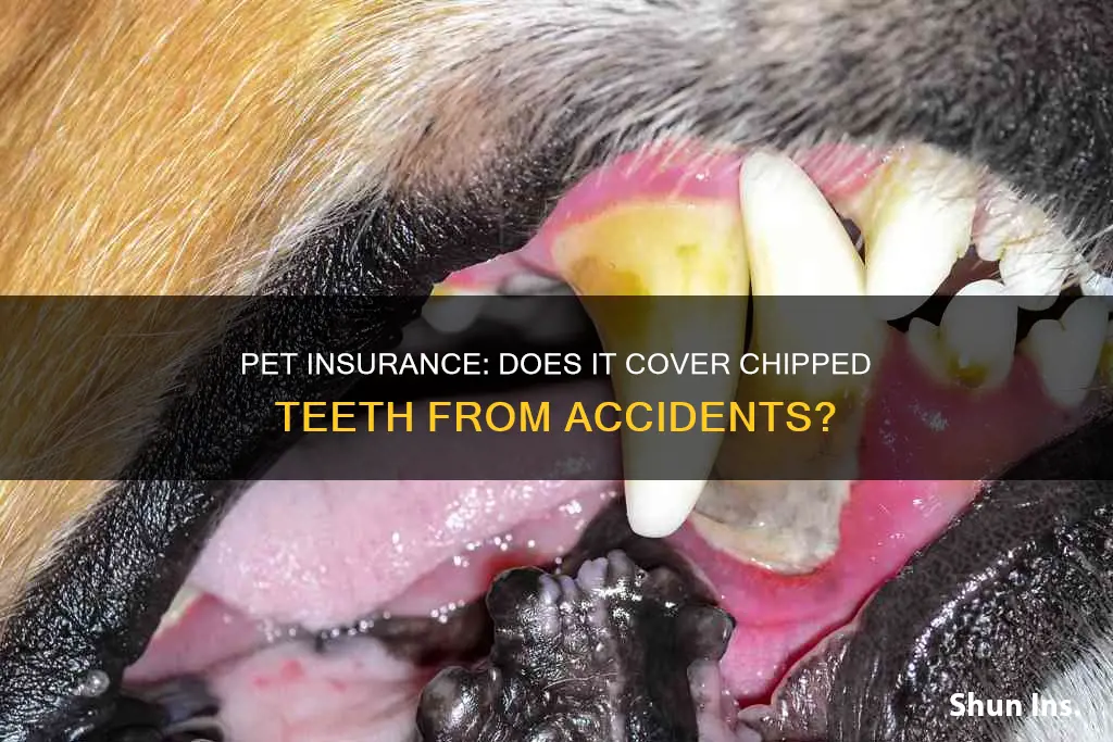 is a chipped tooth considered an accident in pet insurance