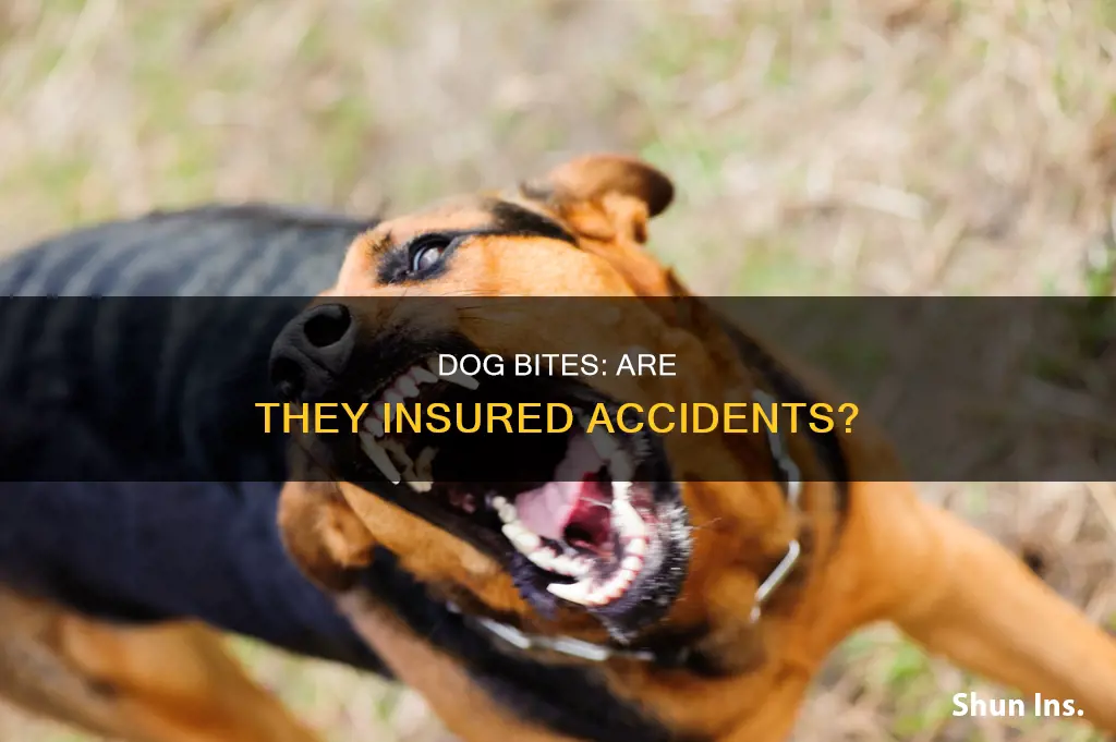 is a dog bite considered an accident for insurance purposes