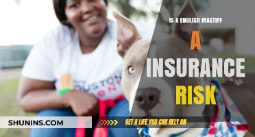 English Mastiff: Understanding Insurance Risks and Liabilities