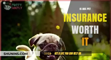 AKC Pet Insurance: Is It Worth the Cost?