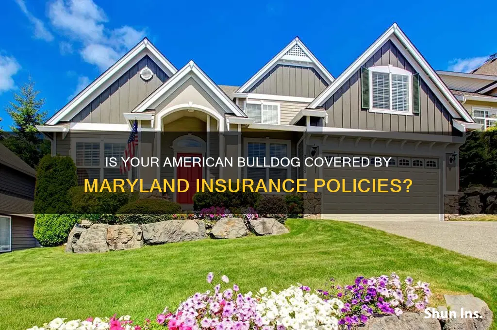 is american bulldog on the md insurance