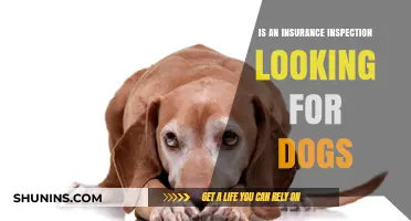 Do Insurance Inspections Specifically Search for Dogs on Your Property?