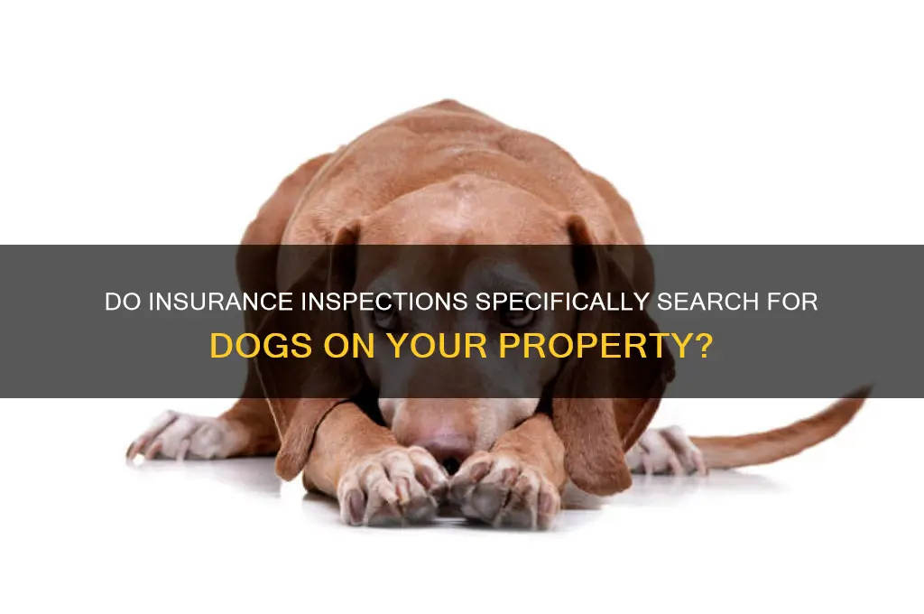 is an insurance inspection looking for dogs