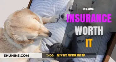 Pet Insurance: Worth the Cost?