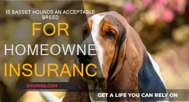 Home Insurance and Basset Hounds: A Tricky Mix?