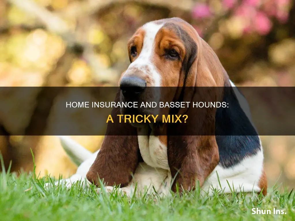 is basset hounds an acceptable breed for homeowners insurance