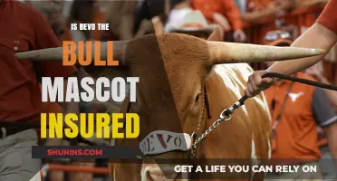Is Bevo the Bull Mascot Insured? Exploring the Facts and Myths