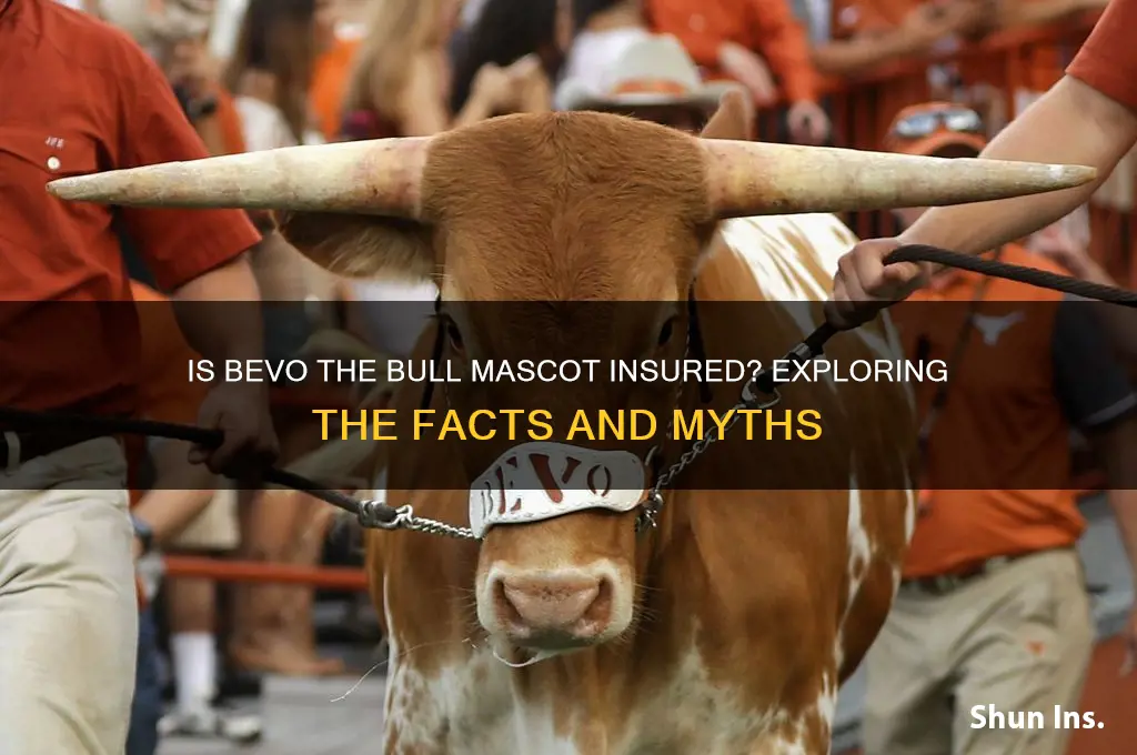 is bevo the bull mascot insured