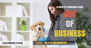 Bivvy Pet Insurance: Is It Closing Down?