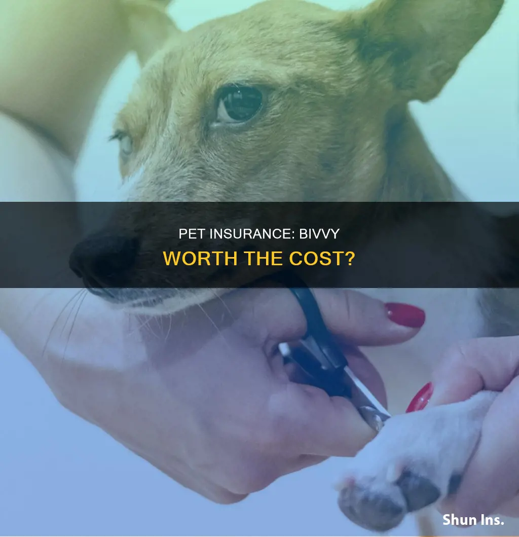 is bivvy pet insurance worth it