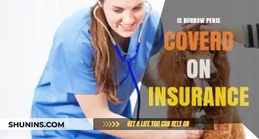 Is Burrow Penis Covered on Insurance? Exploring Pet Health Policies