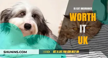 Cat Insurance: Worth the Cost in the UK?