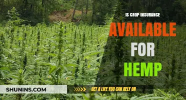 Is Crop Insurance Available for Hemp? A Comprehensive Guide for Farmers