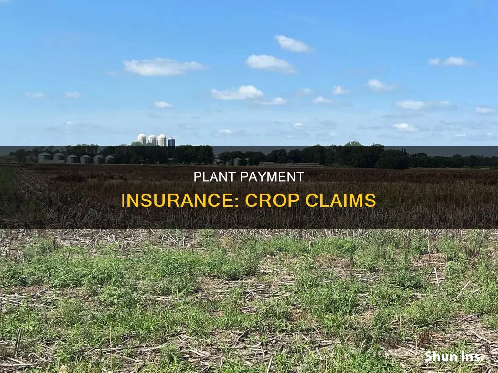 is crop insurance considering 75 prevent plant payment