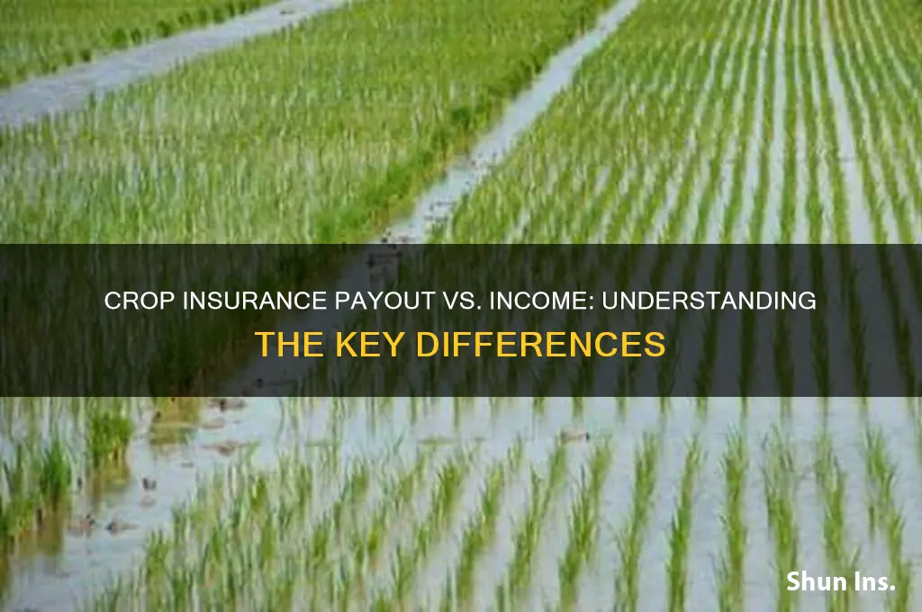 is crop insurance payout the same as income