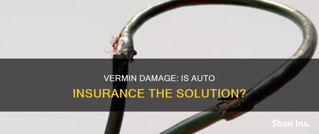 is damage by vermin cover by auto insurance