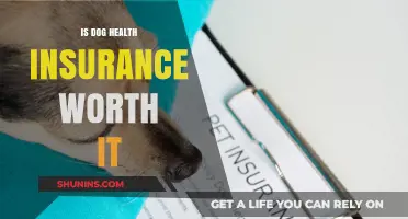Protecting Your Furry Friend: The Value of Dog Health Insurance