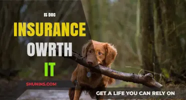 Is Dog Insurance Worth It? Pros, Cons, and Cost Breakdown