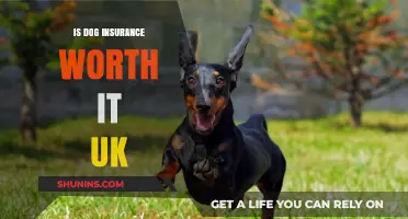 Dog Insurance: Worth the Cost in the UK?
