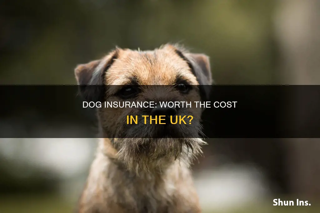 is dog insurance worth it uk