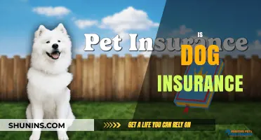 Is Dog Insurance Worth It? A Comprehensive Guide for Pet Owners