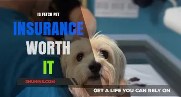Fetch Pet Insurance: Is It Worth the Cost?