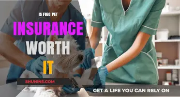 Pet Insurance: Is Figo Worth the Cost?
