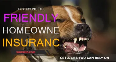 GEICO: The Best Home Insurance for Pitbull Owners?