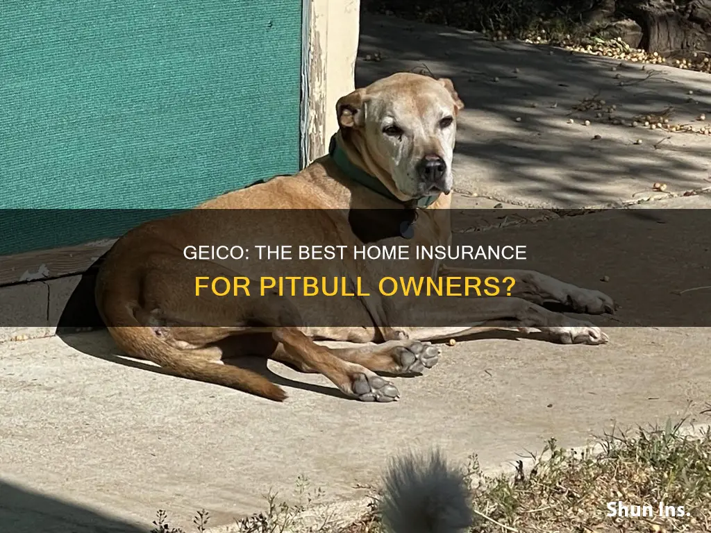 is geico pitbull friendly homeowners insurance